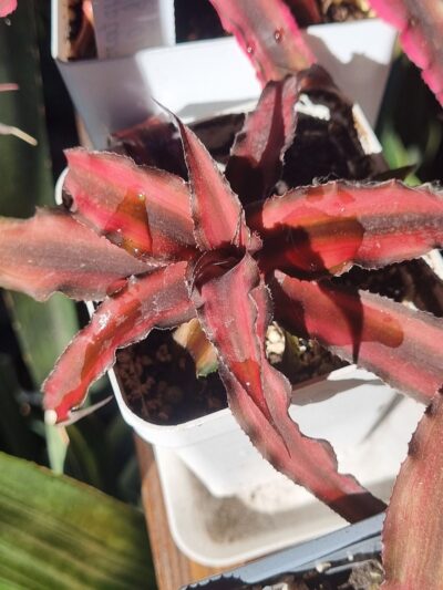 Cryptanthus bivittatus 'Red Star
