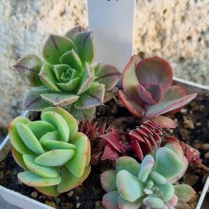 Набір сукулентів (Echeveria) №2