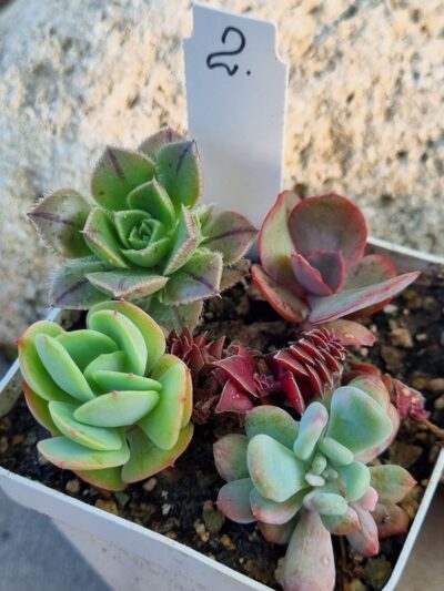 Набір сукулентів (Echeveria) №2