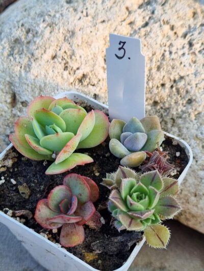Набір сукулентів (Echeveria) №3