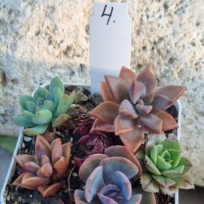 Набір сукулентів (Echeveria) №4