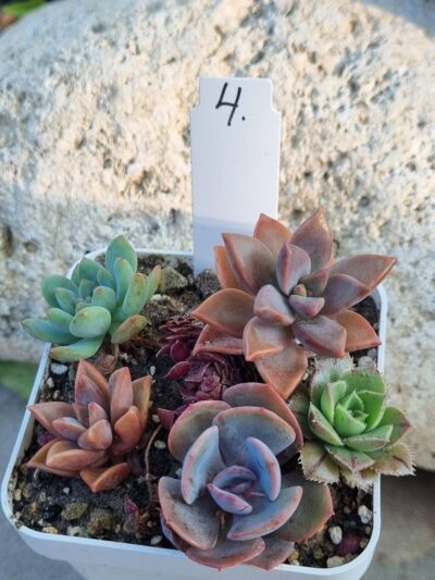 Набір сукулентів (Echeveria) №4
