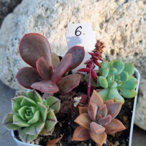 Набір сукулентів (Echeveria) №6