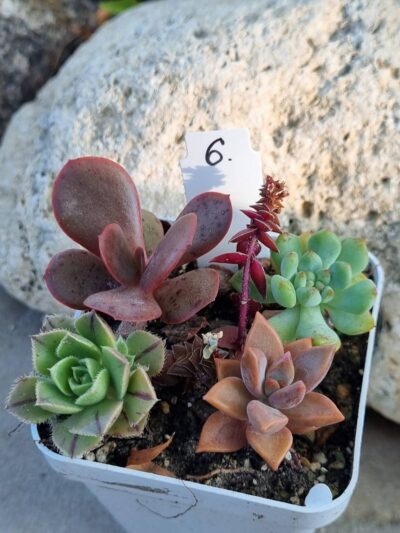 Набір сукулентів (Echeveria) №6