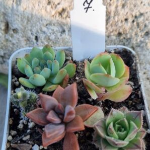 Набір сукулентів (Echeveria) №7