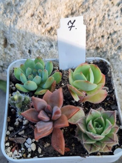 Набір сукулентів (Echeveria) №7