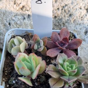 Набір сукулентів (Echeveria) №8
