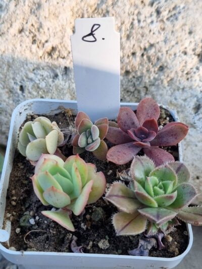 Набір сукулентів (Echeveria) №8