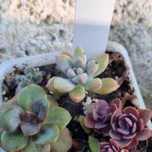 Набір сукулентів (Echeveria) №9