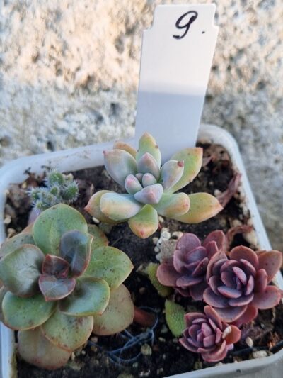 Набір сукулентів (Echeveria) №9