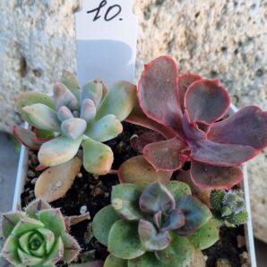 Набір сукулентів (Echeveria) №10