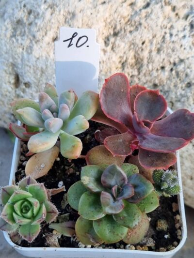 Набір сукулентів (Echeveria) №10
