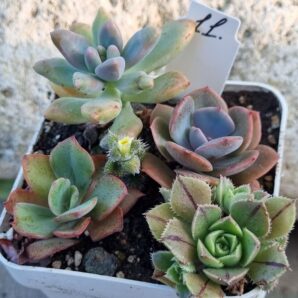 Набір сукулентів (Echeveria) №11