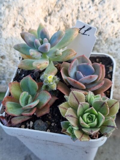 Набір сукулентів (Echeveria) №11