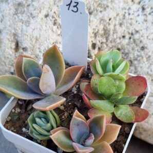 Набір сукулентів (Echeveria) №13