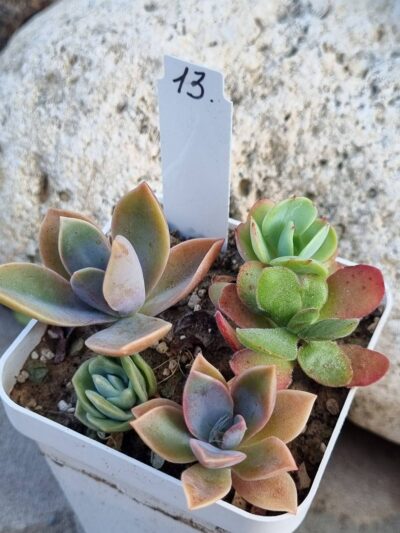 Набір сукулентів (Echeveria) №13
