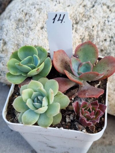 Набір сукулентів (Echeveria) №14