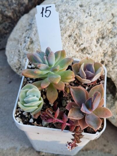 Набір сукулентів (Echeveria) №15