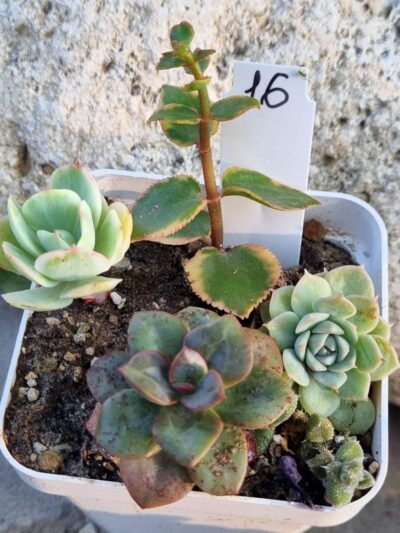 Набір сукулентів (Echeveria) №16
