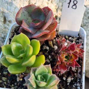 Набір сукулентів (Echeveria) №18