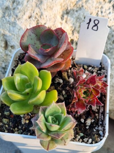 Набір сукулентів (Echeveria) №18