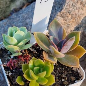 Набір сукулентів (Echeveria) №19