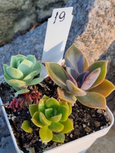 Набір сукулентів (Echeveria) №19
