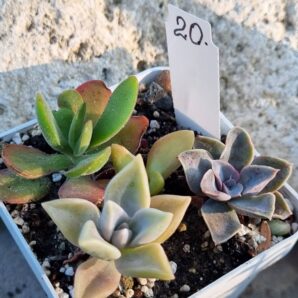 Набір сукулентів (Echeveria) №20