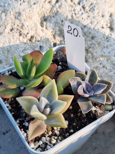 Набір сукулентів (Echeveria) №20