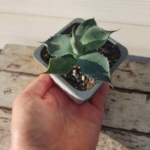 Agave sp. compact