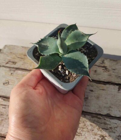 Agave sp. compact