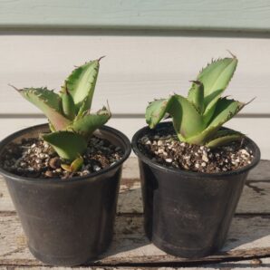 Agave titanota FO-076