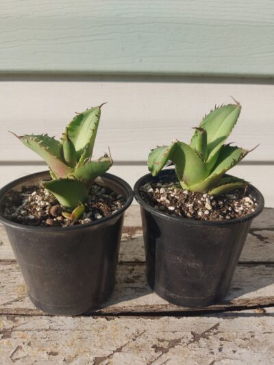 Agave titanota FO-076