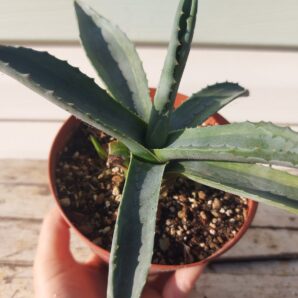 Agave americana v. marginata ‘Lemon’
