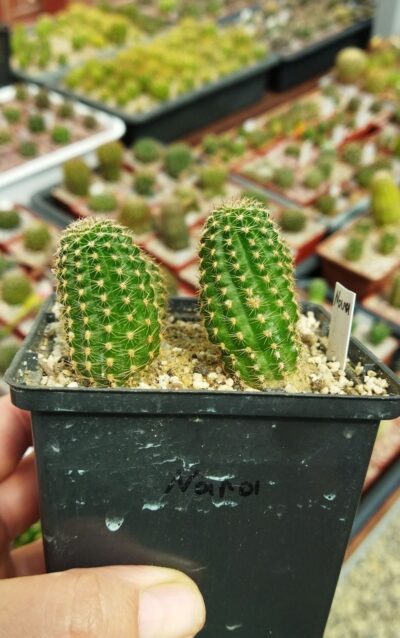 Chamaecereus hybrid Nara - Зображення 2