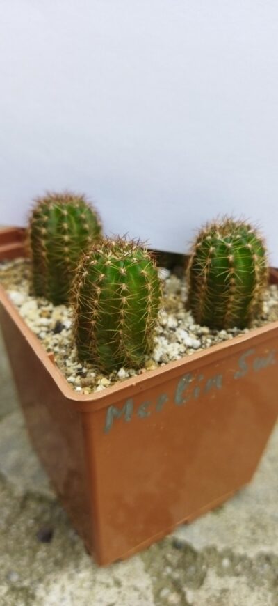 Chamaecereus hybrid Merlin Swencey - Зображення 3