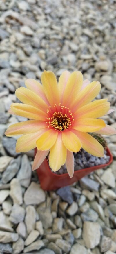Chamaecereus hybrid Merlin Swencey - Зображення 4