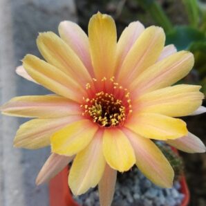 Chamaecereus hybrid Merlin Swencey