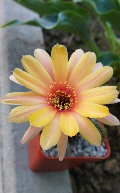Chamaecereus hybrid Merlin Swencey