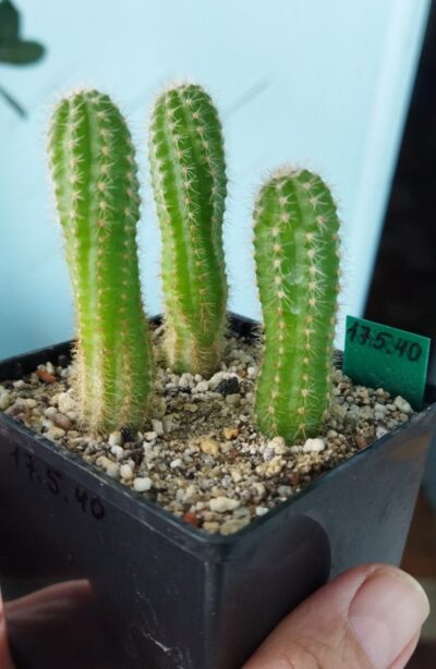 Chamaecereus hybrid Pan17.5.40 - Зображення 2