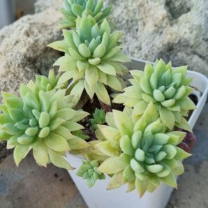 Echeveria Fanfara