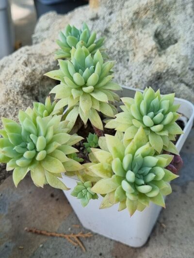 Echeveria Fanfara