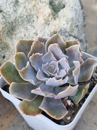 Echeveria Shaviana Mexican Hens - Зображення 2