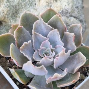 Echeveria Shaviana Mexican Hens