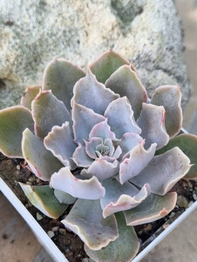 Echeveria Shaviana Mexican Hens