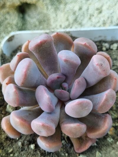 Echeveria Cupidon - Зображення 2