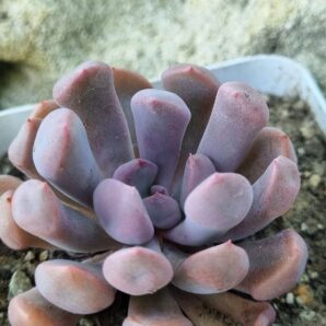 Echeveria Cupidon