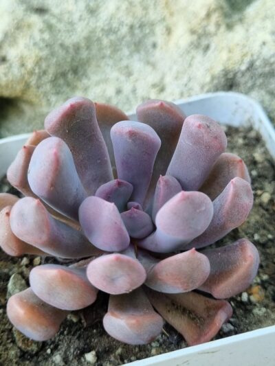 Echeveria Cupidon