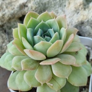 Echeveria Derenbergii
