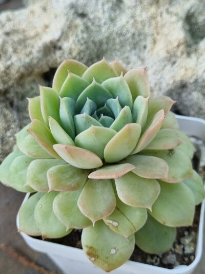 Echeveria Derenbergii